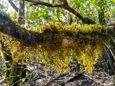 Wild forrest Anaga