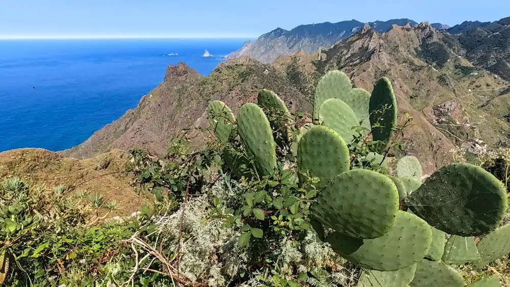 Hiking Anaga: Two Days in Tenerife's Rainforests