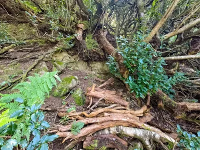 Hiking Anaga: Chamorga