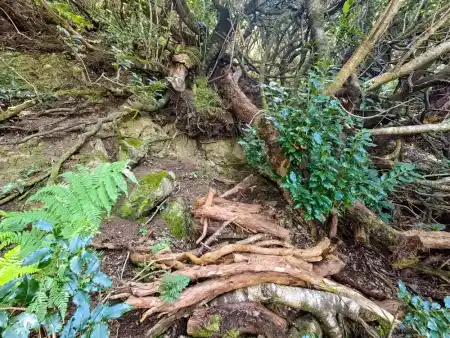 Hiking Anaga: Chamorga