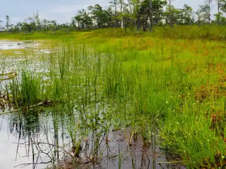 Kemeri Bog Trail
