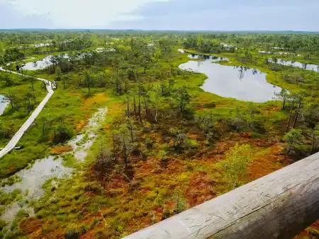 Kemeri Bog