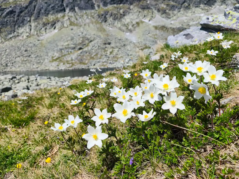 Wahlenberg Lakes hike