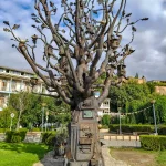 Tbilisi trees