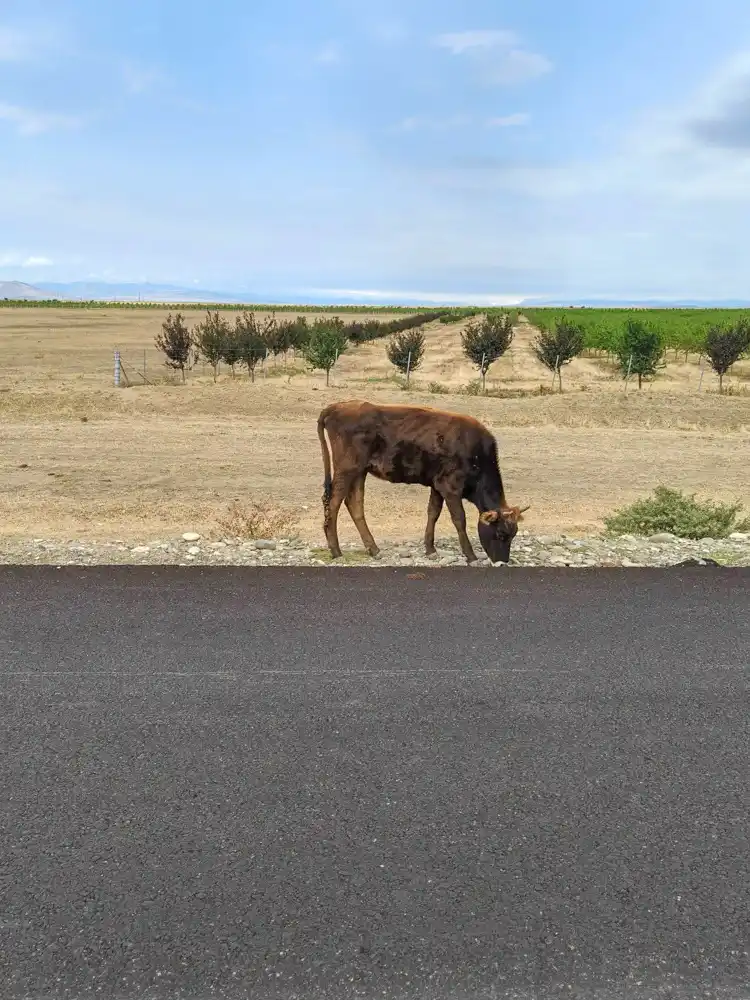 Cow on road