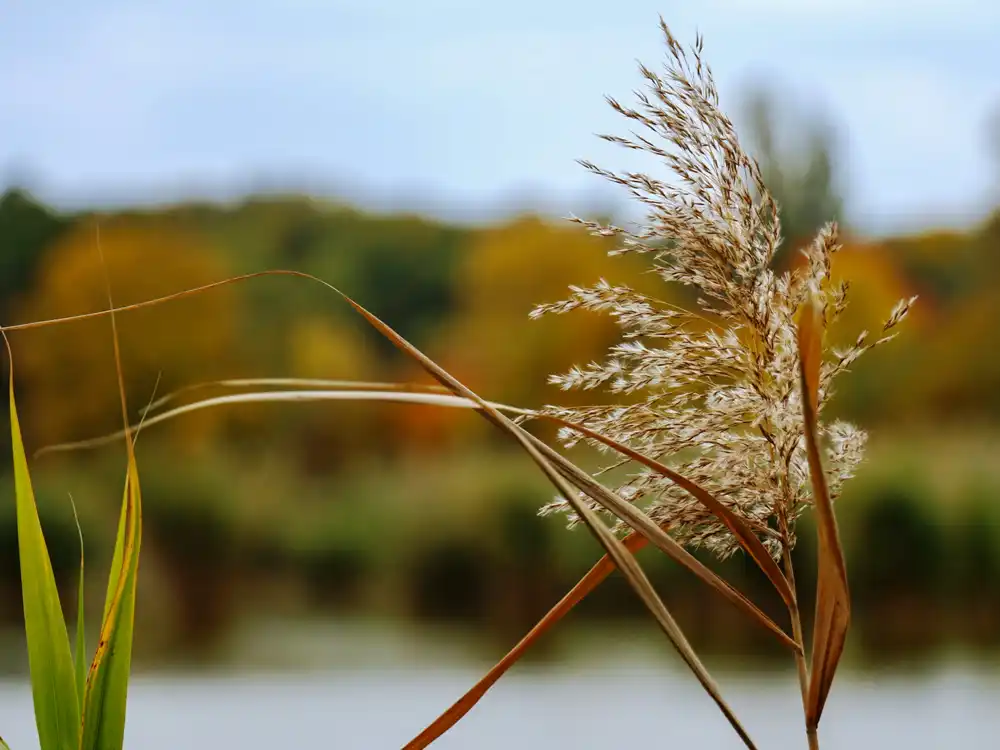 Lednice Ponds