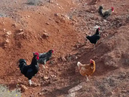 Only the rooster is looking for the way