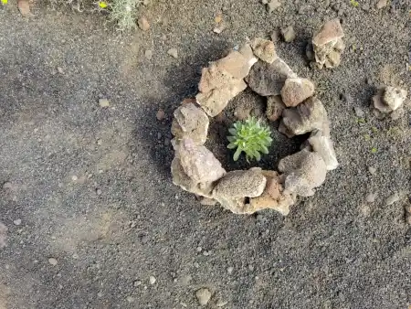 Lava rocks protect the plant