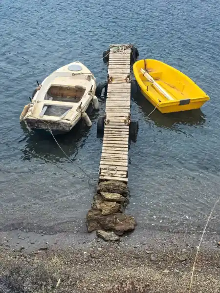 Walking ttail to olive plants