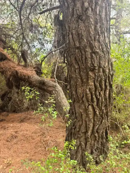 Walking ttail to olive plants