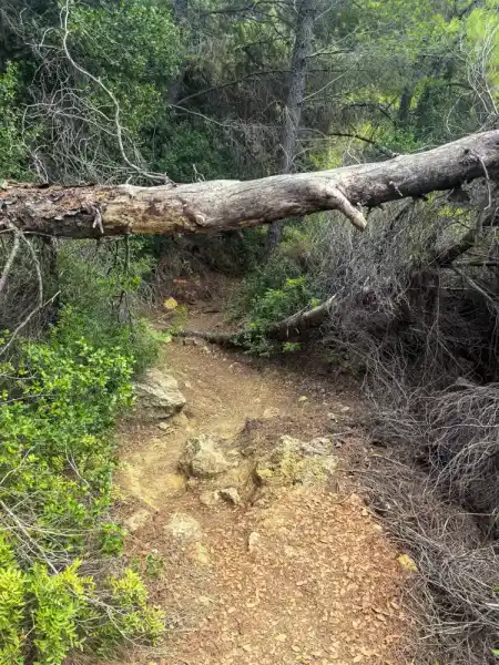 Walking ttail to olive plants