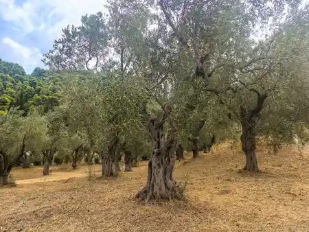 quiet olive groves