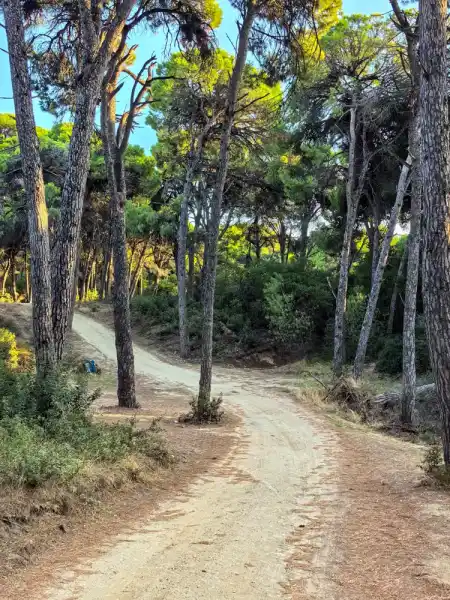 Mandraki Pine Forest