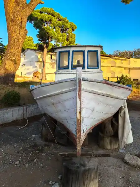 Mandraki Pine Forest
