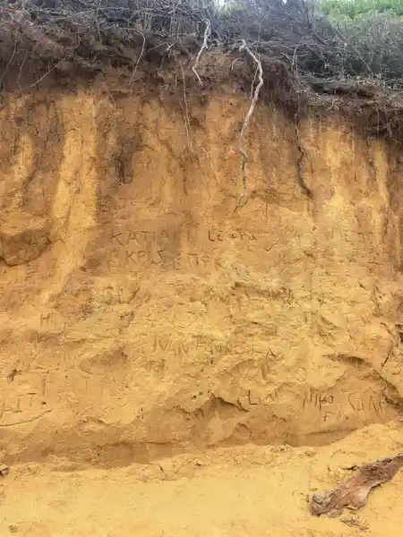 Mandraki Pine Forest