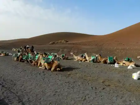 Camel tour Timanfaya