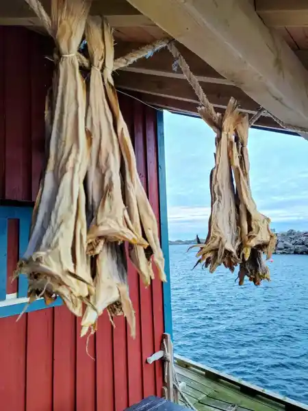 Reine fishing village